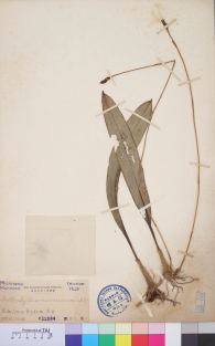 Specimen thumbnail